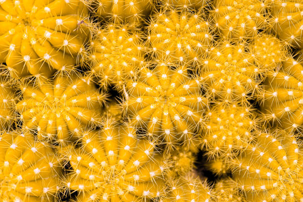 vista superior colorido color dorado de muchos cactus para fondo o fondo de pantalla. concepto de naturaleza. - ornamental garden plant tropical climate desert fotografías e imágenes de stock