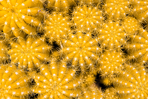 Top view colorful golden color of many Cactus for background or wallpaper. Nature concept.