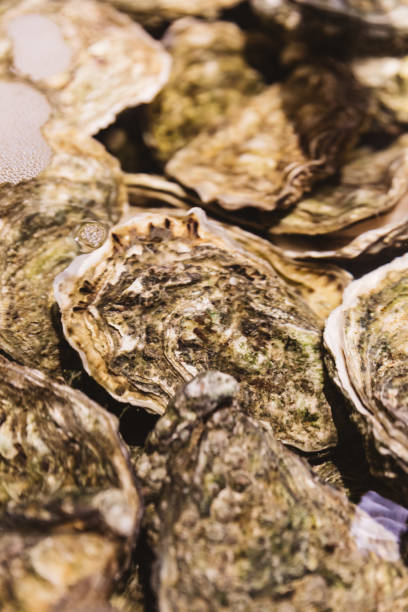 istock Close up Live and Fresh Oysters in shell under the water. 1133174015