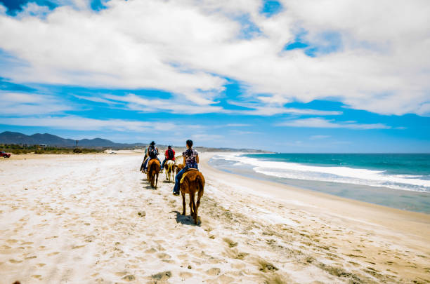 touristen reiten am strand in cabo san lucas, baja california. - horse beauty beauty in nature women stock-fotos und bilder