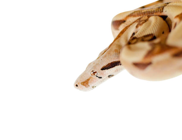 istock Boa constrictor imperator salmon.  Exotic animals in the human environment. 1133177943
