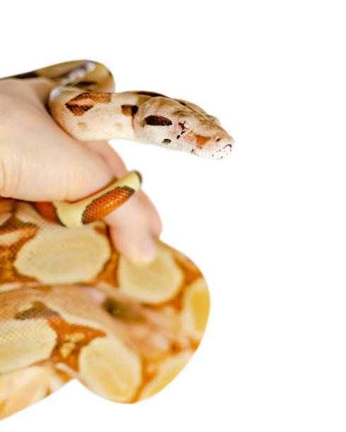 istock Boa constrictor imperator salmon.  Exotic animals in the human environment. 1133177953