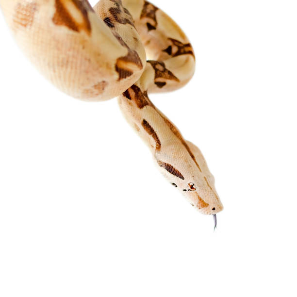 istock Boa constrictor imperator salmon.  Exotic animals in the human environment. 1133177960