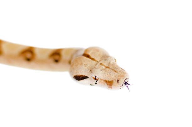 istock Boa constrictor imperator salmon.  Exotic animals in the human environment. 1133177989