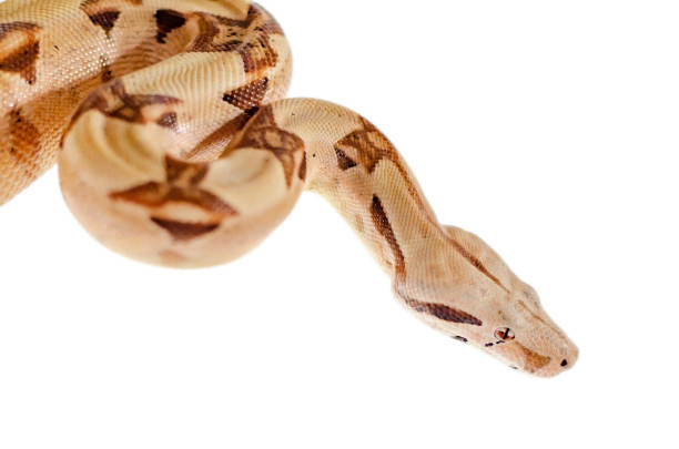 istock Boa constrictor imperator salmon.  Exotic animals in the human environment. 1133177995