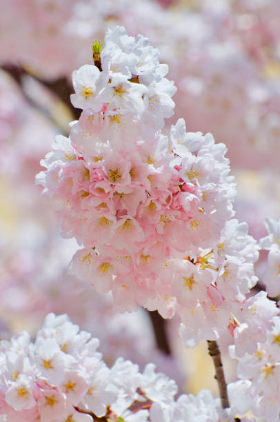 flores de cereja da mola - cherry blossom flower head spring flower - fotografias e filmes do acervo