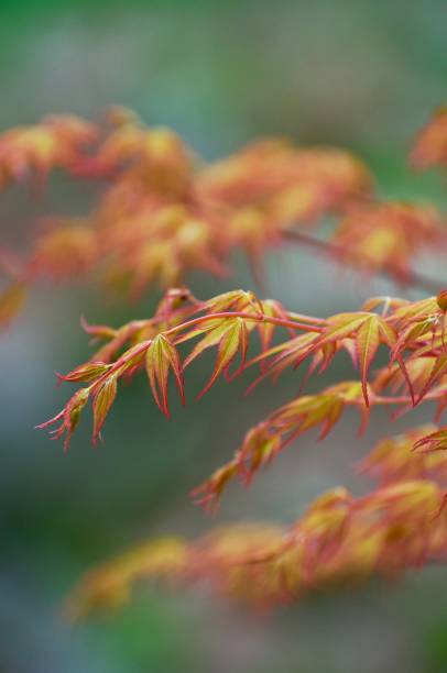 メープルツリーの葉 - leaf toronto autumn maple tree ストックフォトと画像