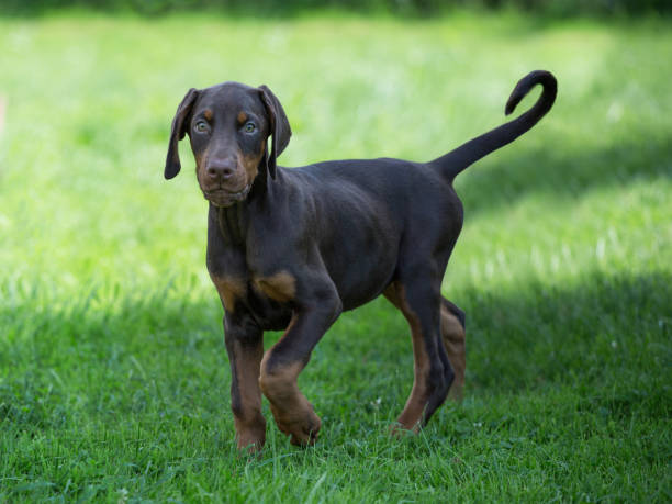 istock young brown doberman puppy on green grass 1133180877