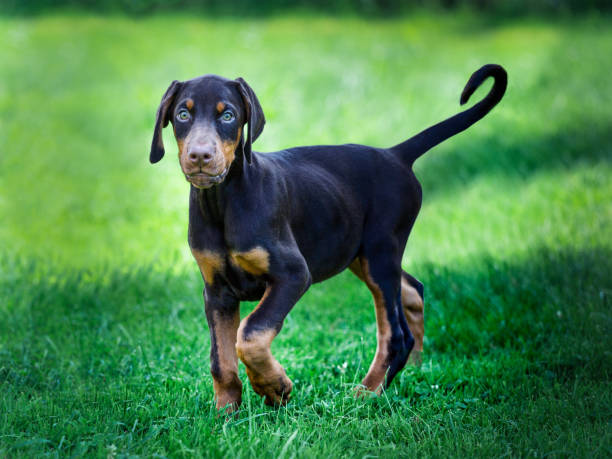 young black doberman puppy on green grass