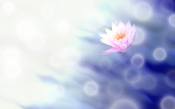 istock Lotus flower, blur abstract background 1133181060