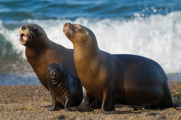 istock Sea Lion, and calf 1133181065