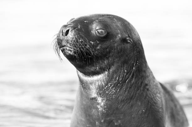 istock Sea Lion pup , 1133181954