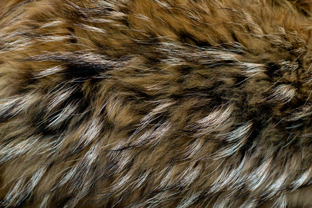 istock Texture of fur - fox - high resolution. Natural animal fur texture as background. 1133182617