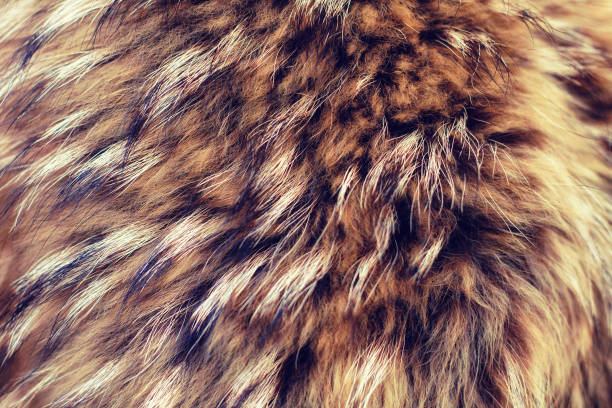 istock Texture of fur - fox - high resolution. Natural animal fur texture as background. 1133183471