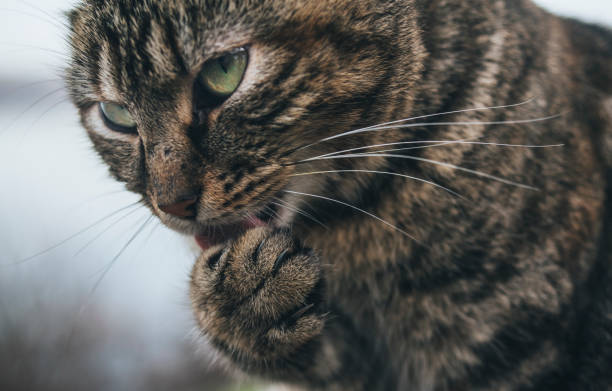 istock Cat with green eyes licking up 1133183791