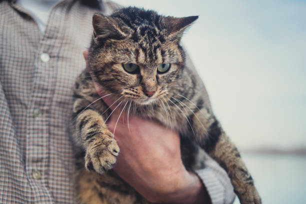 istock Man in shirt holding a cat 1133183946