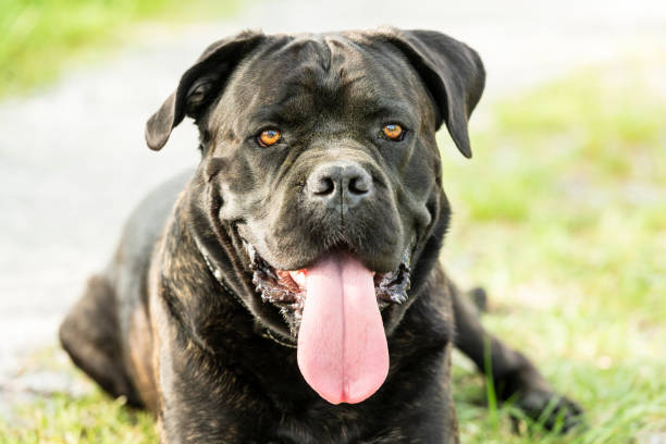 Dog portrait on a country road Front view of a lying dog (Cane corso) on a country road cane corso stock pictures, royalty-free photos & images