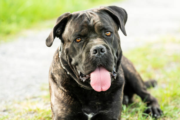 istock Dog portrait on a country road 1133184002