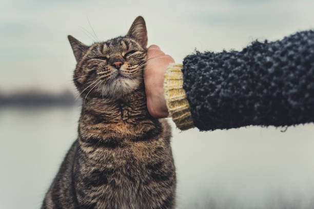 Kucing Hand 589.500+ Animal Hand Foto Stok, Potret, & Gambar Bebas Royalti - iStock