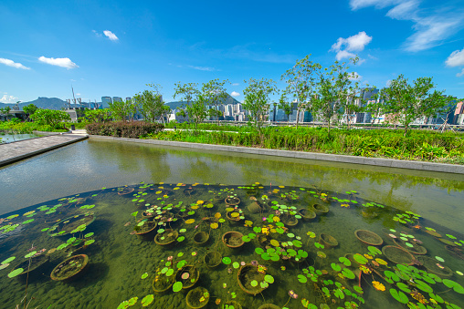 Dutch pool and wooden walkway in city center park under blue sky and white clouds.