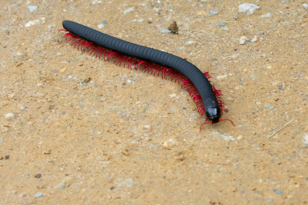 Centipede walking on the ground of Machu Pichu, Peru, 02/08/2019
