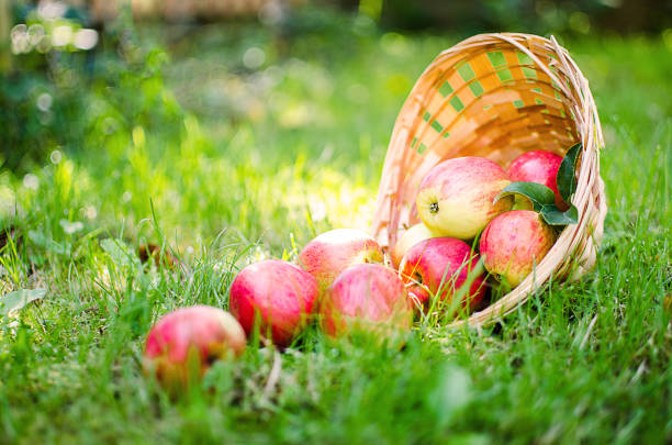 Apples on a limited background in the basket and juice