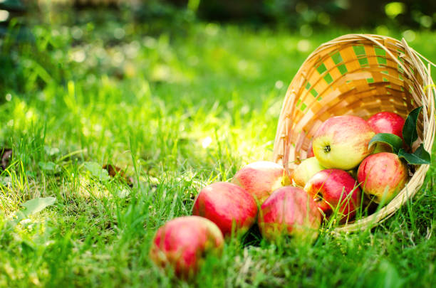 istock Apples on a limited background in the basket 1133188946