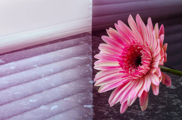 Pink gerbera flower.Concept for design, flower business, congratulations. Close-up, selective focus. Pink gerbera flower.Concept for design, flower business, congratulations. Close-up, selective focus. маргаритка stock pictures, royalty-free photos & images