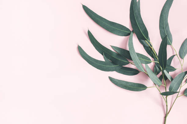 istock Eucalyptus leaves on pastel pink background. Pattern made of eucalyptus branches. Flat lay, top view, copy space 1133190122