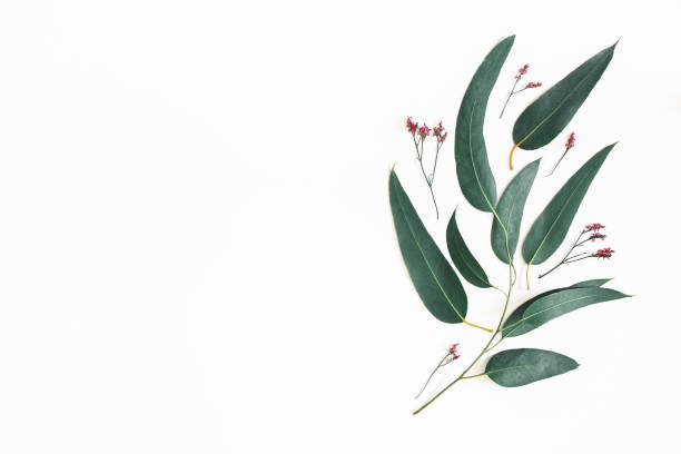 istock Flowers composition. Eucalyptus leaves and pink flowers on white background. Flat lay, top view, copy space 1133190130
