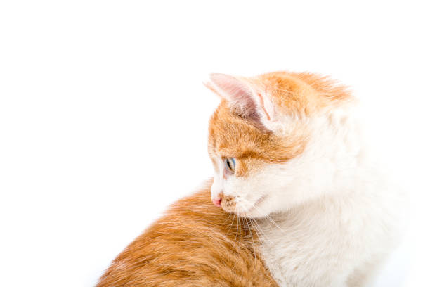 istock Little house kitten on a white background 1133190185