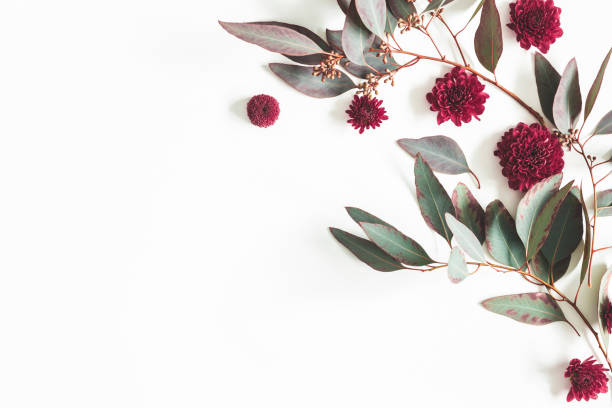 istock Flowers composition. Eucalyptus leaves and red flowers on white background. Flat lay, top view, copy space 1133190417