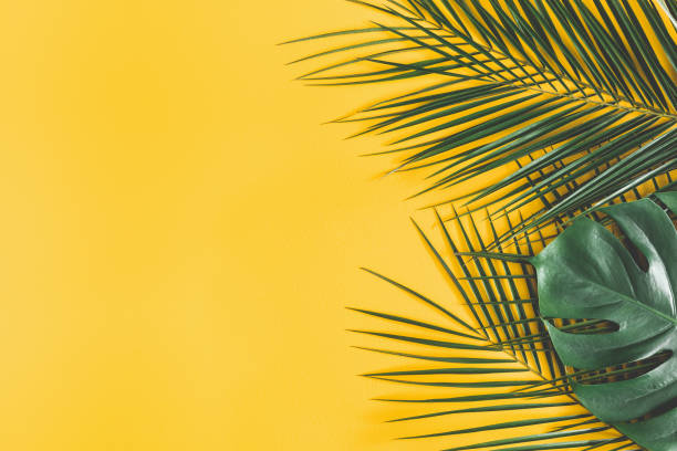 istock Summer composition. Tropical palm leaves on yellow background. Summer concept. Flat lay, top view, copy space 1133190658