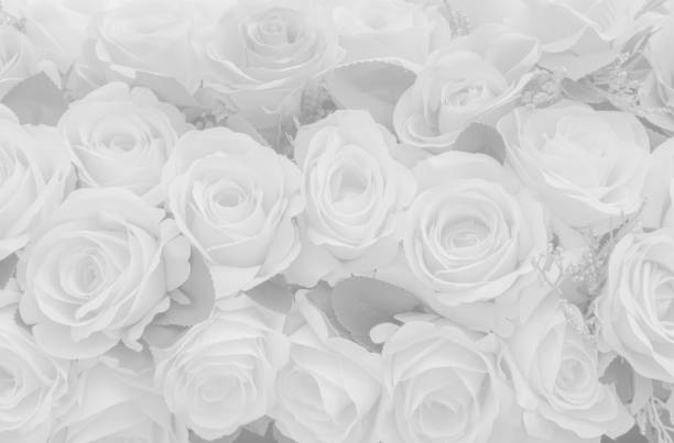 istock Beautiful white decoration artificial fabric rose flower background for valentine day or wedding card. 1133192015