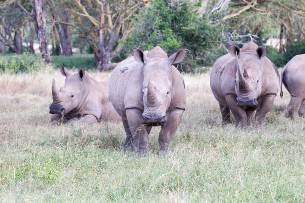 istock Rhino Family 1133192489