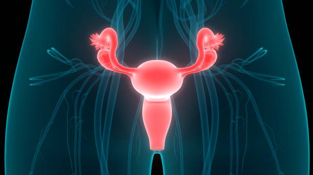 istock Female Reproductive System Anatomy 1133193420