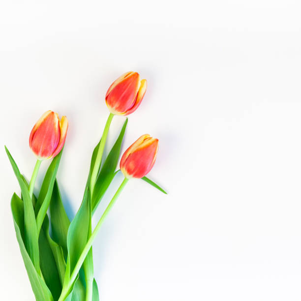 istock Red tulips flowers on white background 1133193498