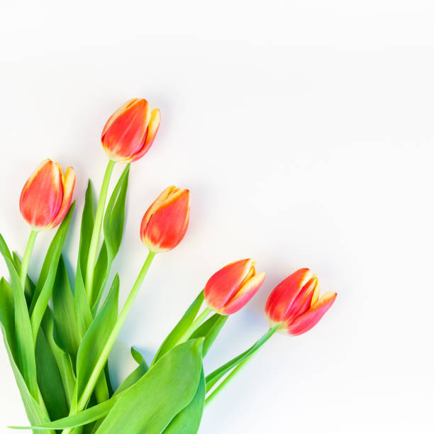 istock Red tulips flowers on white background 1133193511