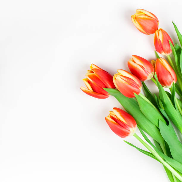 istock Red tulips flowers on white background 1133193531