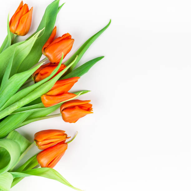 istock Red tulips flowers on white background 1133193549