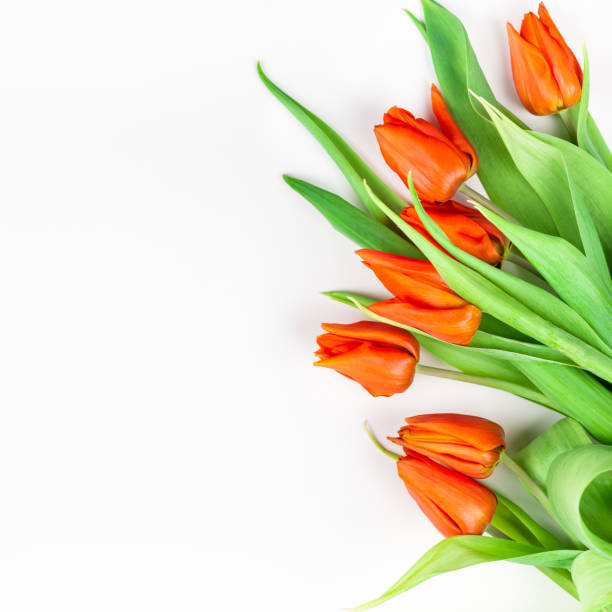 istock Red tulips flowers on white background 1133193606