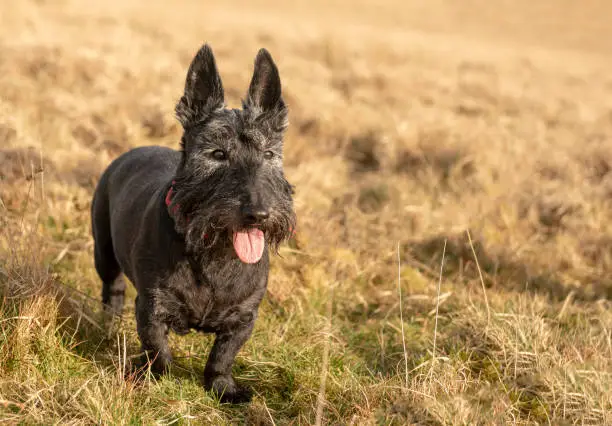 Old Scottish terrier dog in Meadow