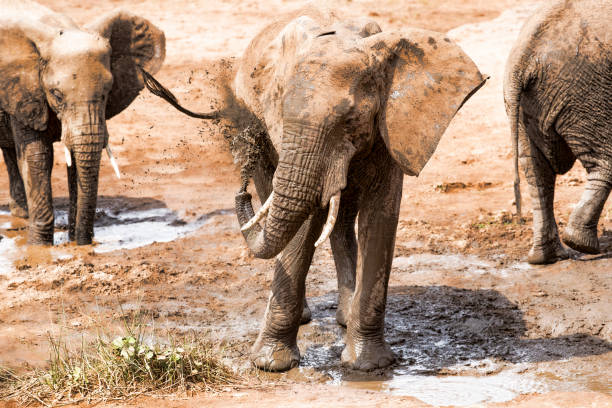istock Elephants of Samburu 1133195083