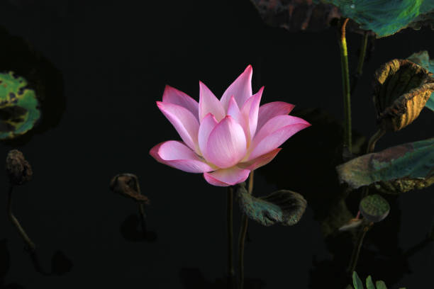 istock Bees gather honey on a blooming lotus. 1133195532