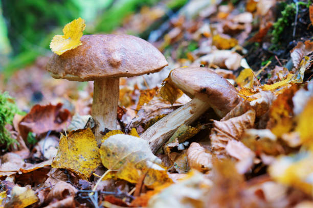 istock two mushrooms in the forest grass 1133198415