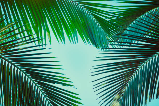 istock Coconut palm tree under blue sky. Vintage background. Retro toned poster. 1133199424