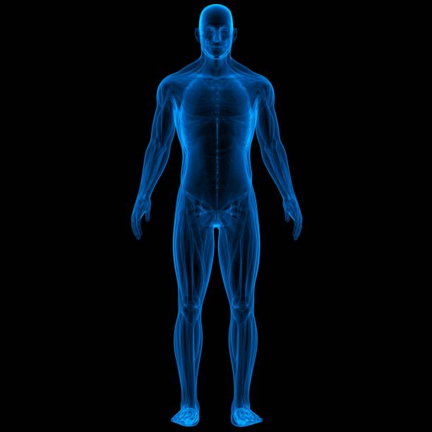 istock Human Body Muscles Anatomy 1133199515