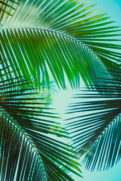 kokospalme unter blauem himmel. vintage-hintergrund. retro getöntes plakat. - palm leaf branch leaf palm tree stock-fotos und bilder