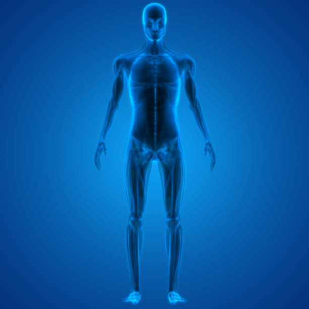 istock Human Body Muscles Anatomy 1133199533