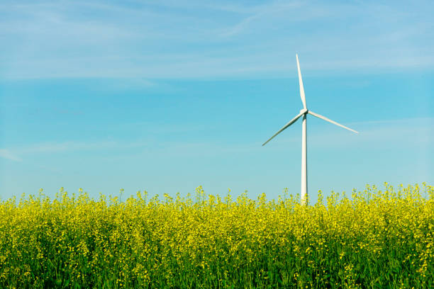 Wind turbine in a yellow flower field of rapeseed Wind turbine in a yellow flower field of rapeseed sustainable energy toronto stock pictures, royalty-free photos & images